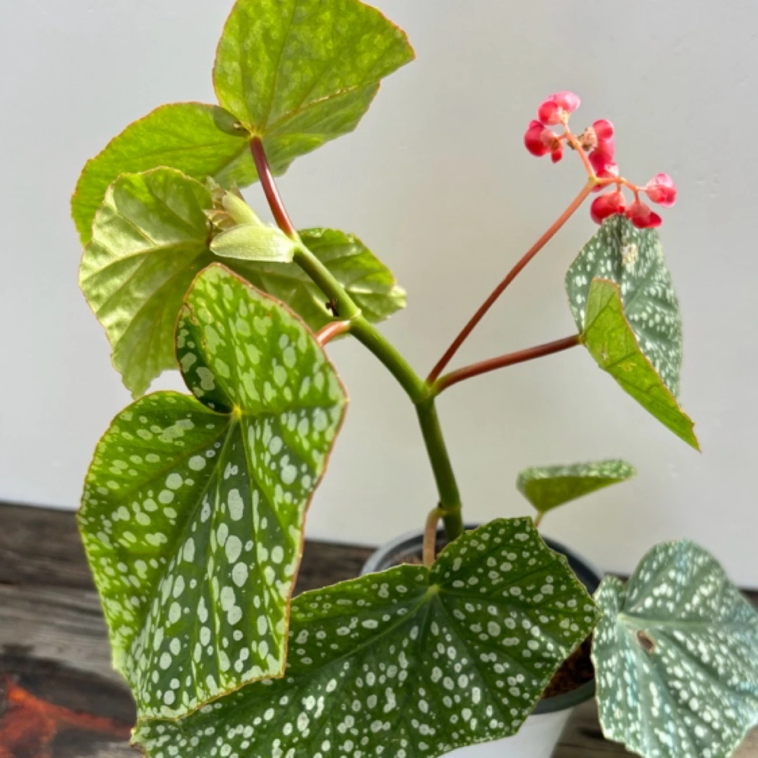 富士山秋海棠 盆栽桌面绿植大叶宽叶ins办公热植盆栽自销花卉特色