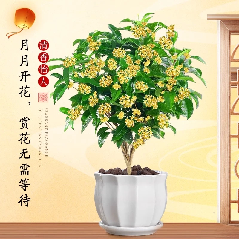 （拍1发5带盆）桂花树苗地栽四季桂盆栽大型名贵植物花卉绿植好养活