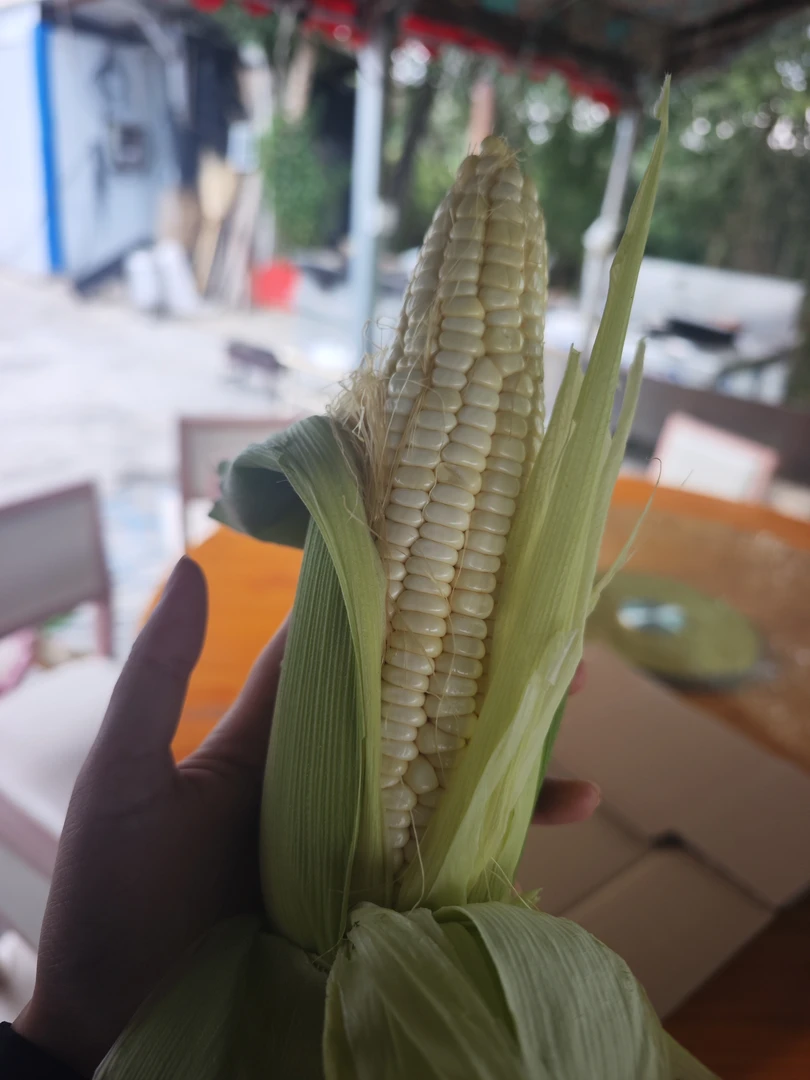 【雪都村玉米】新疆阿勒泰甜糯玉米 产地直销 现摘现发10个玉米包邮