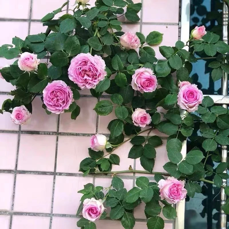 罗衣无刺大花浓香爬藤月季1.5米左右大苗包邮