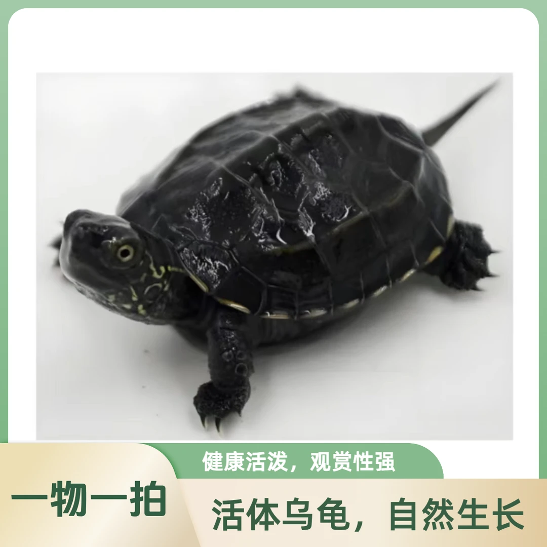 一物一拍小乌龟观赏大头草墨龟草龟斤墨活体宠物混养鲜活
