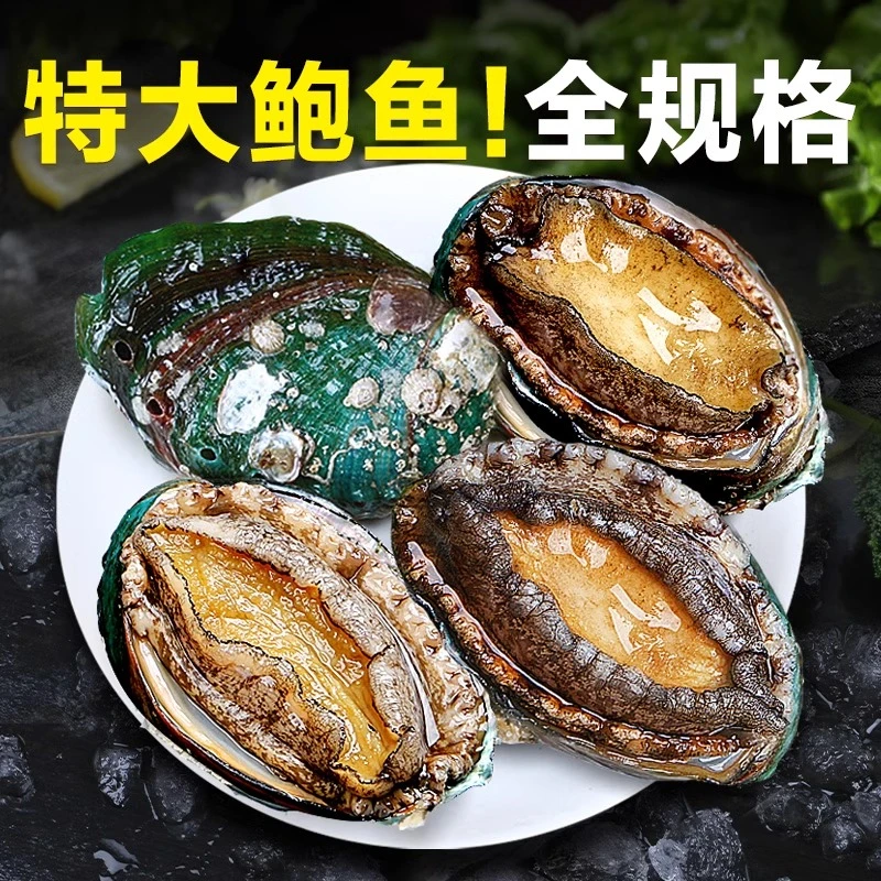 福建东山岛鲍鱼活冻九孔鲍