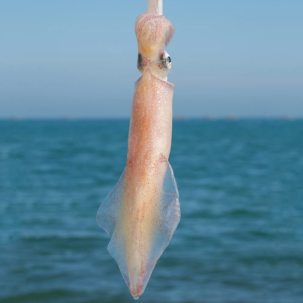 刺身级活冻手钓水晶大管 推荐白灼或涮烫 100g-200g/条