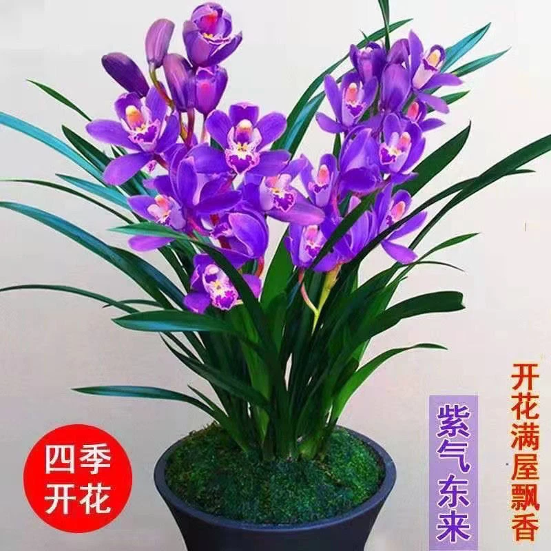 兰花名贵花卉高档兰花四季开花紫气东来盆栽适合室内客厅好养易活