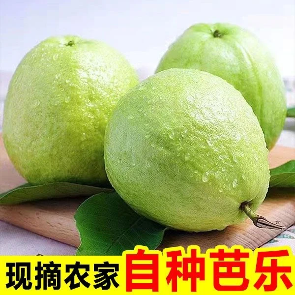 当季新鲜水果白心奶油芭乐放软吃精选番石榴产品采摘口感大果多汁
