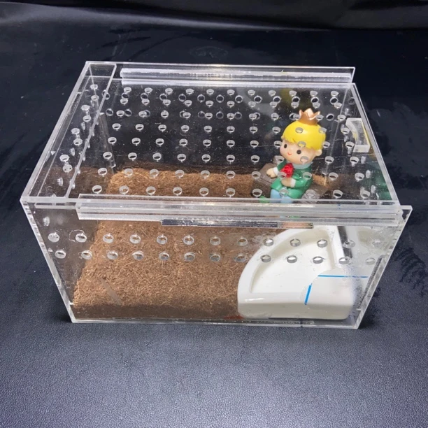 定制盒绿黄金蝴蝶牛蛙角蛙套餐饲养箱专业专用爬宠饲养盒海绵蛙泥