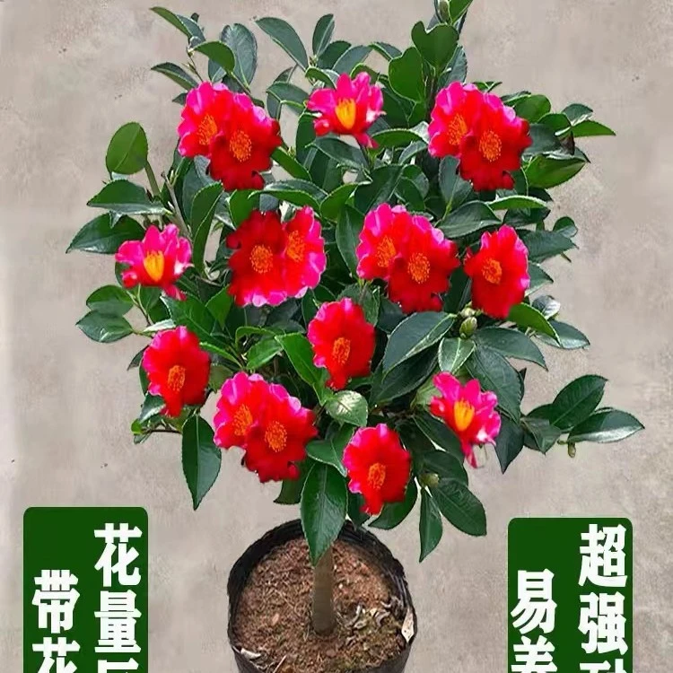 【名贵花卉 茶梅】大华重瓣浓香四季开花 新手推荐好养耐寒
