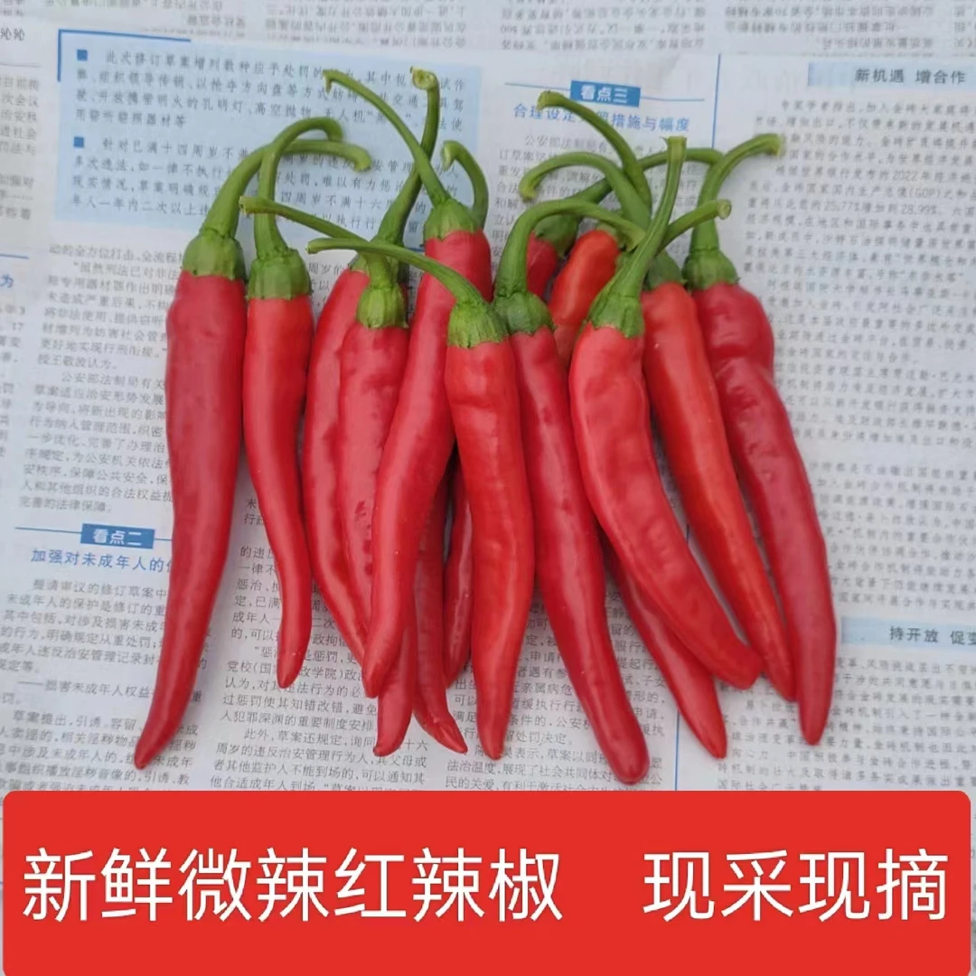 （顺丰包邮）会龙微辣红辣椒新鲜采摘现摘现发农家土辣椒