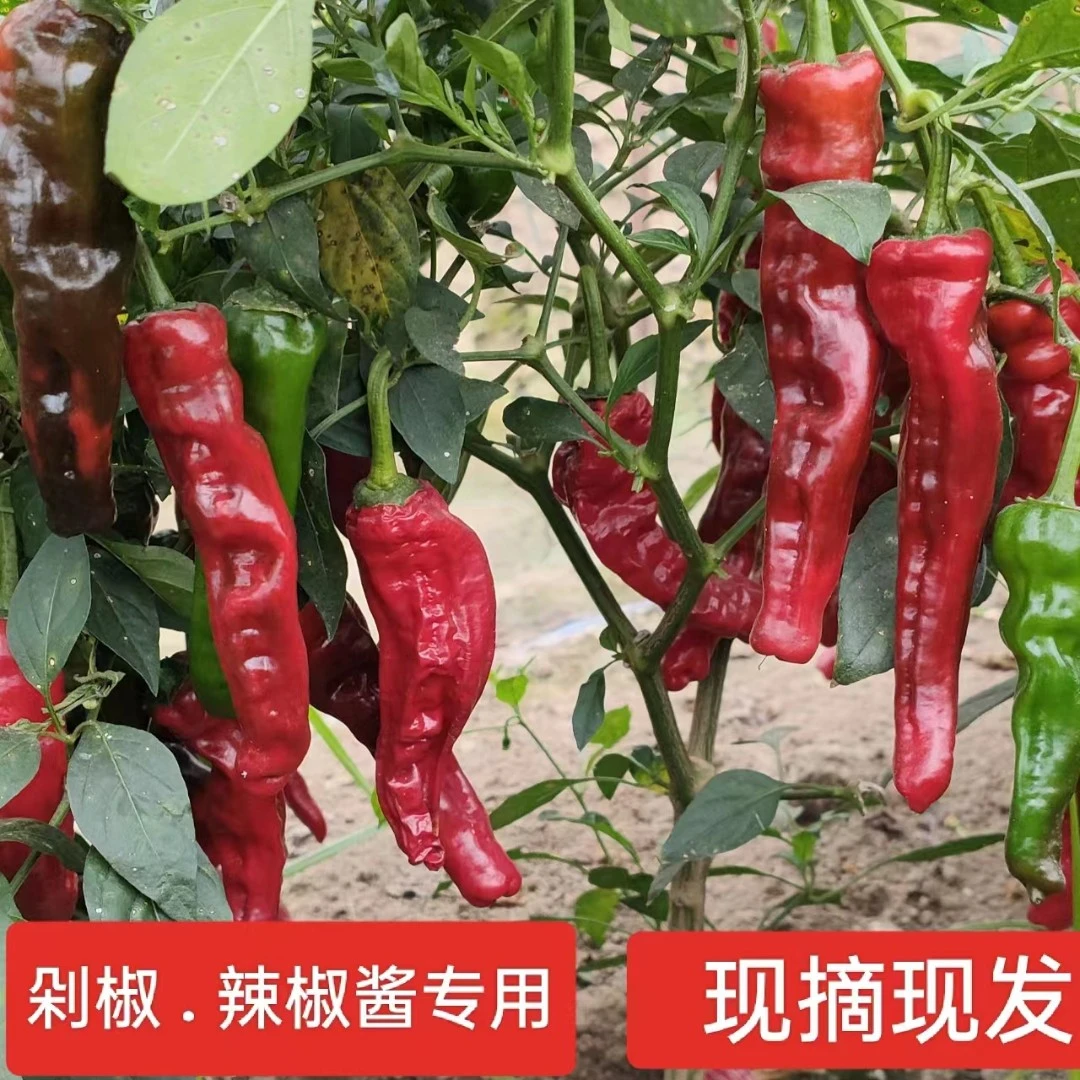 新鲜特辣香辣软红皱皮红辣椒辣椒酱专用农家自种3/5斤
