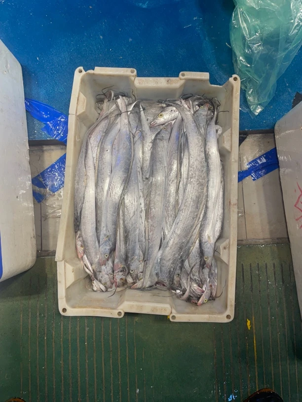 【带鱼 5斤】湛江天然海捕海鲜帮杀处理到手5斤