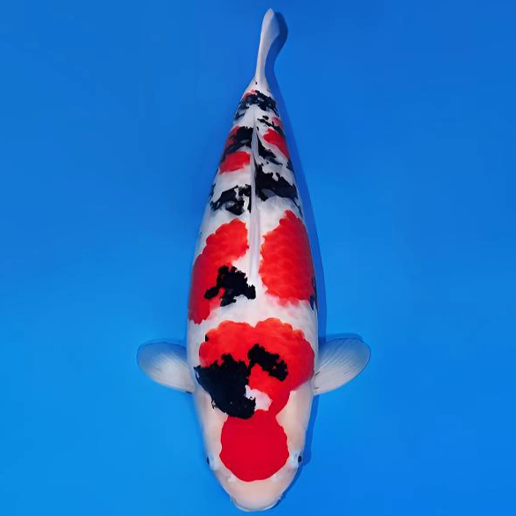 001号锦鲤鱼观赏鱼直播视频选鱼   包邮   拍下不退不换