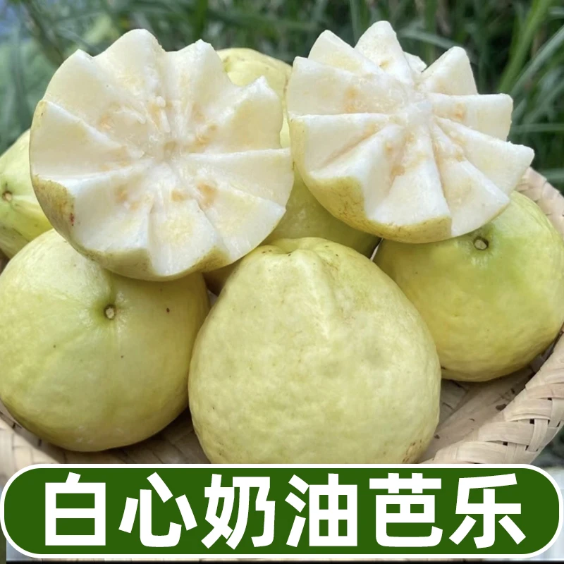 A【顺丰包邮】白心奶油芭乐 当季新鲜水果 新鲜 番石榴3-5斤香甜