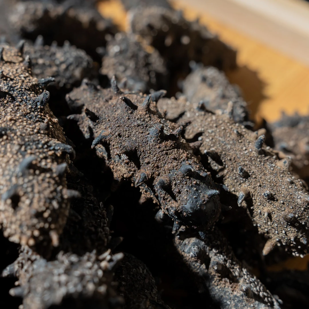 鲁青国标纯淡干海参/工厂直营品质保障精选