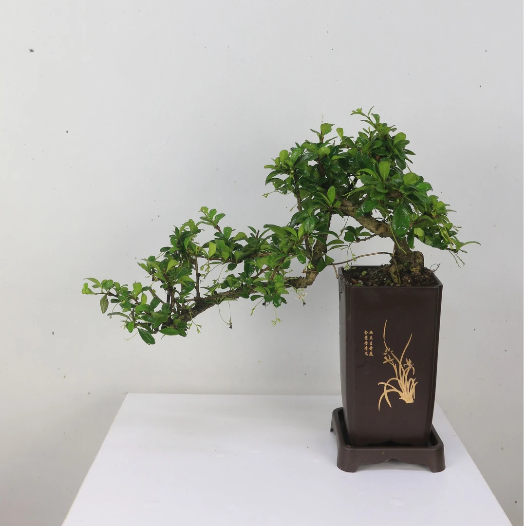 福建茶 悬崖 临水飘造型 室内岭南盆景 带盆种好
