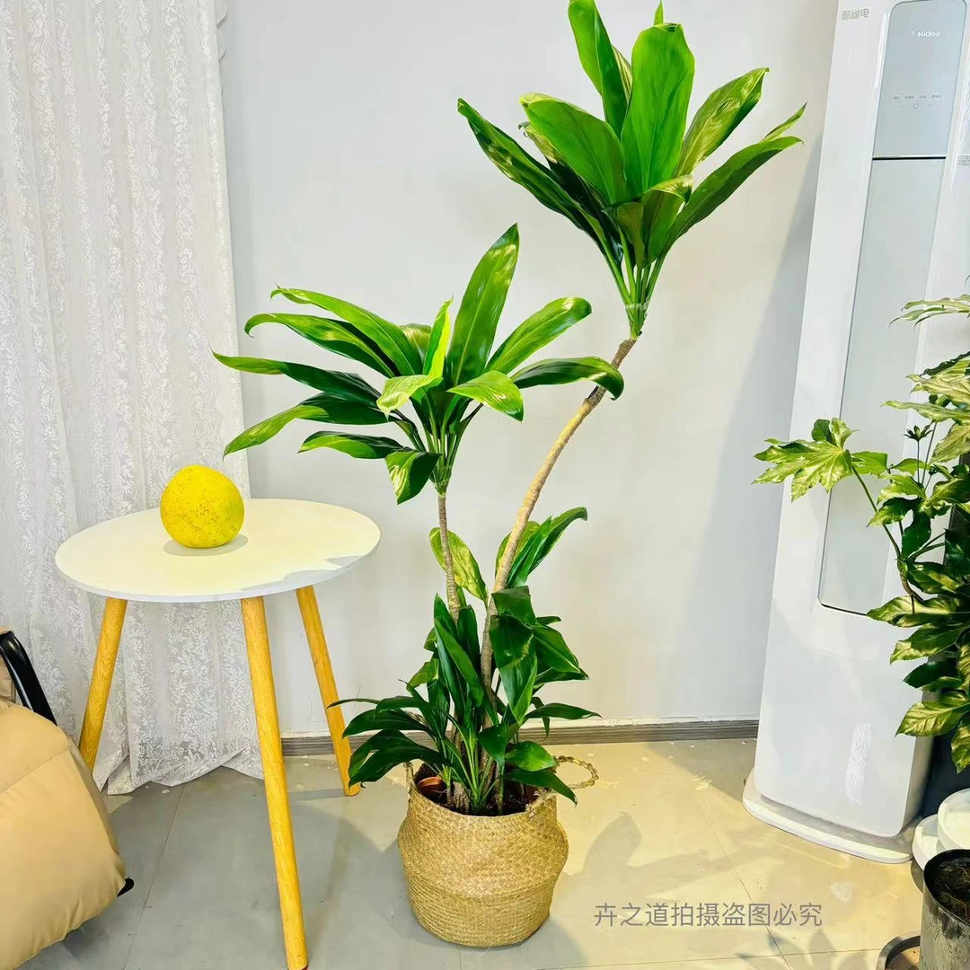 青叶铁巴西铁盆栽客厅走廊室内外植物吸甲醛常绿花卉