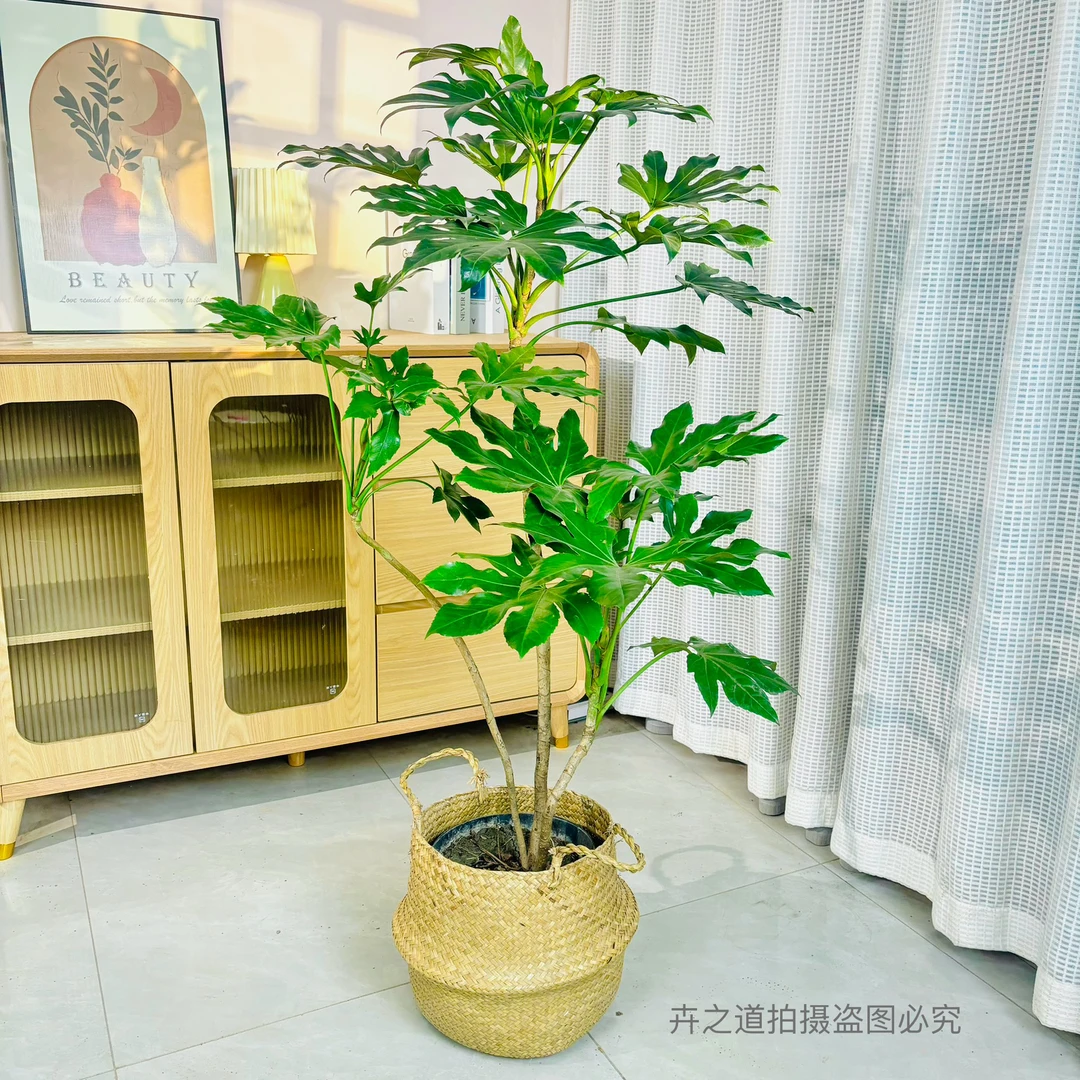 【八角金盘】八方来财网红绿植室内净化空气四季常绿