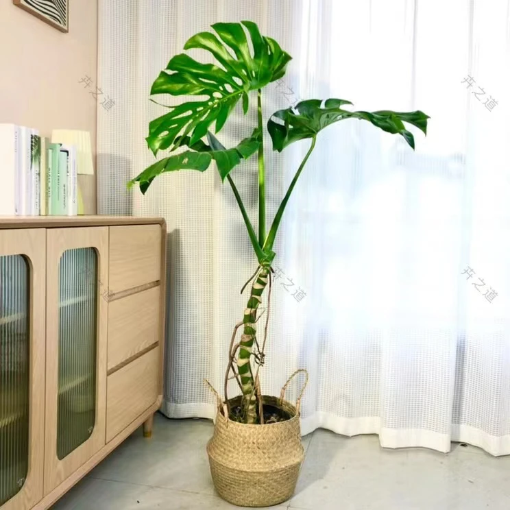 老桩龟背竹开背龟背竹水培龟背室内植物净化空气