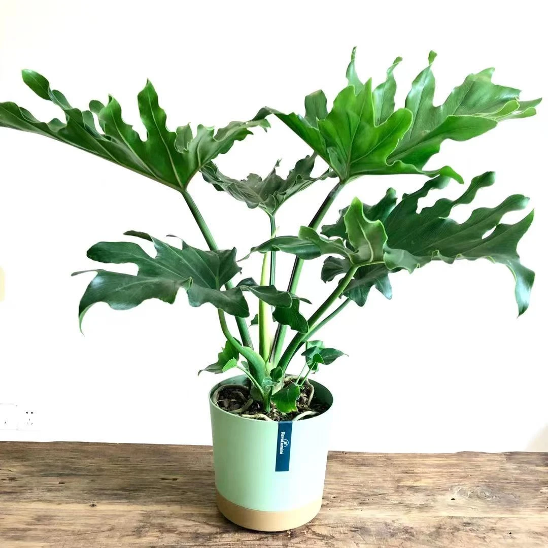 龙鳞春羽水培春羽室内植物净化空气