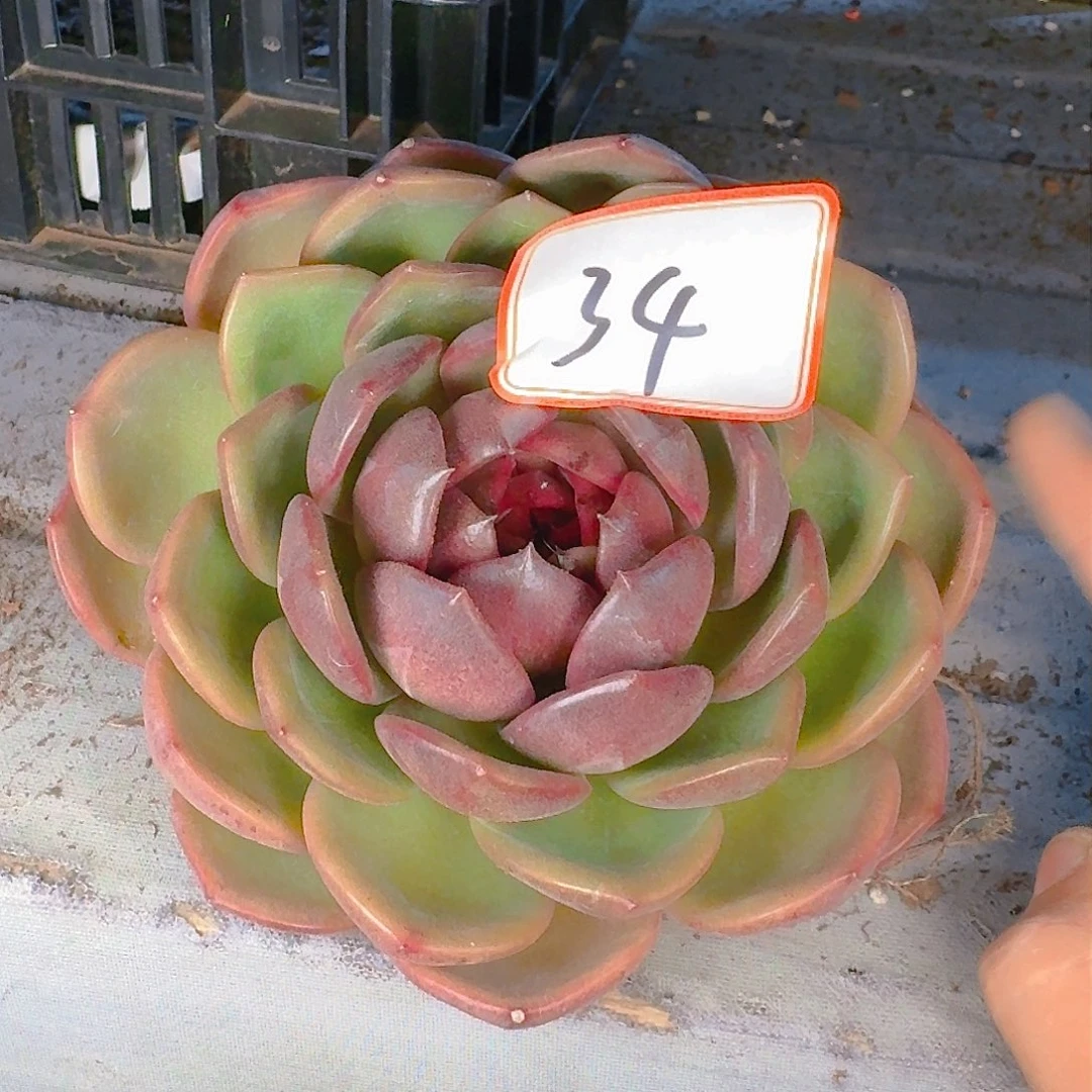 莎****店多肉植物的生长发育规律