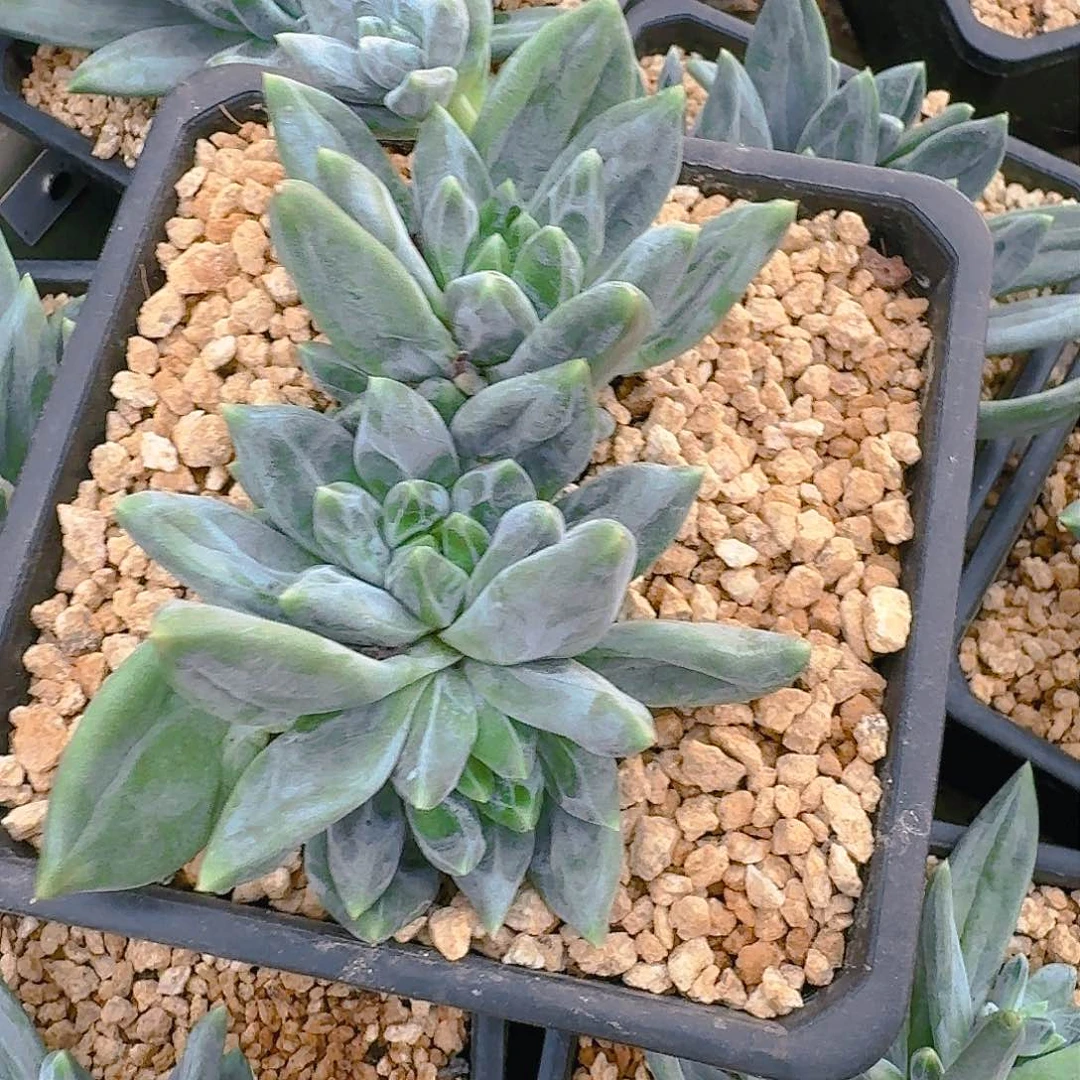 用****1多肉植物的生长发育