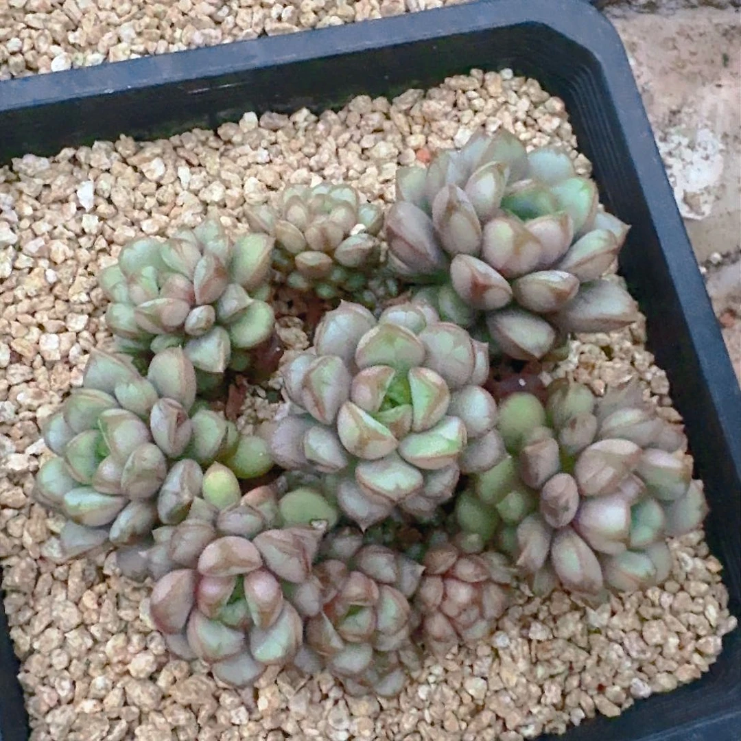 尘**忆多肉植物等植物的营养