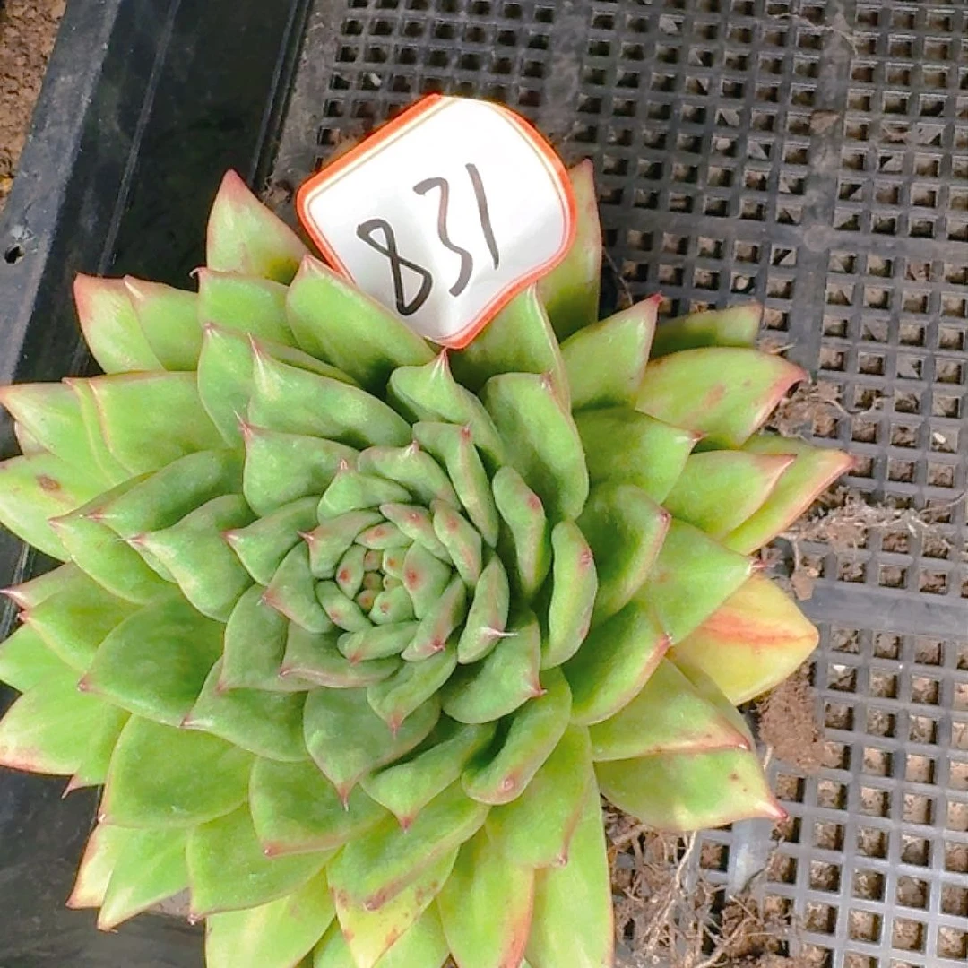 多肉植物的生长发育与