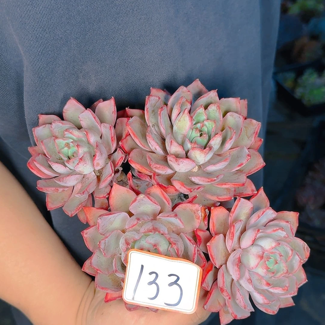 多肉植物的生长发育与