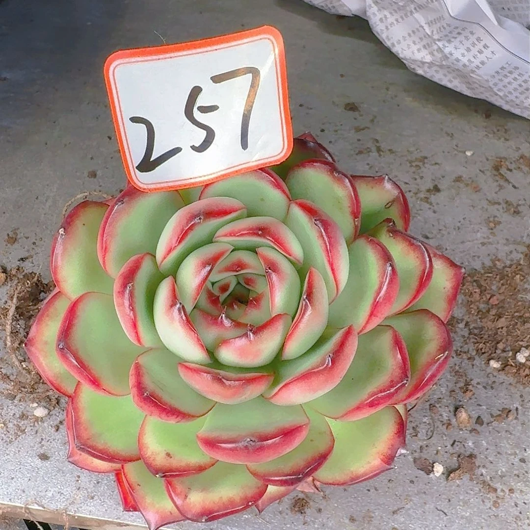 多肉植物的生长发育与