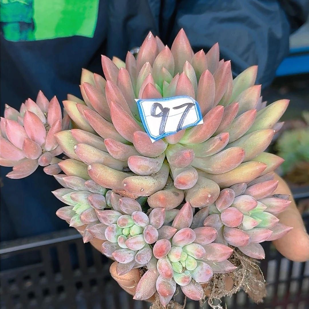 多肉葡萄的做法和吃法一