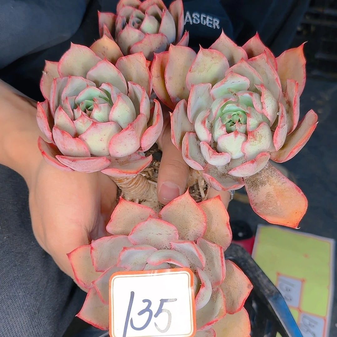 多肉植物的生长发育