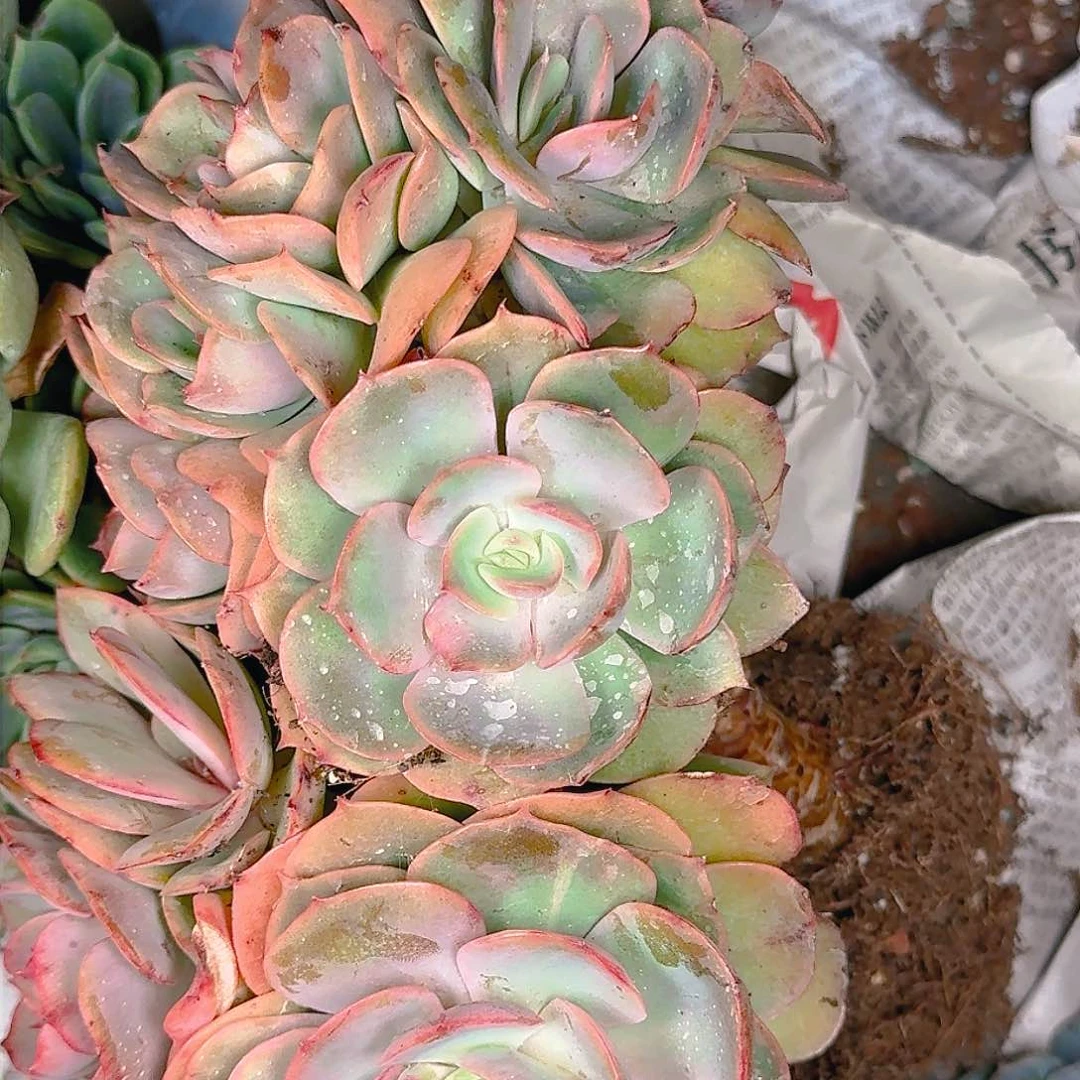 小**y多肉植物的生长发育与生长