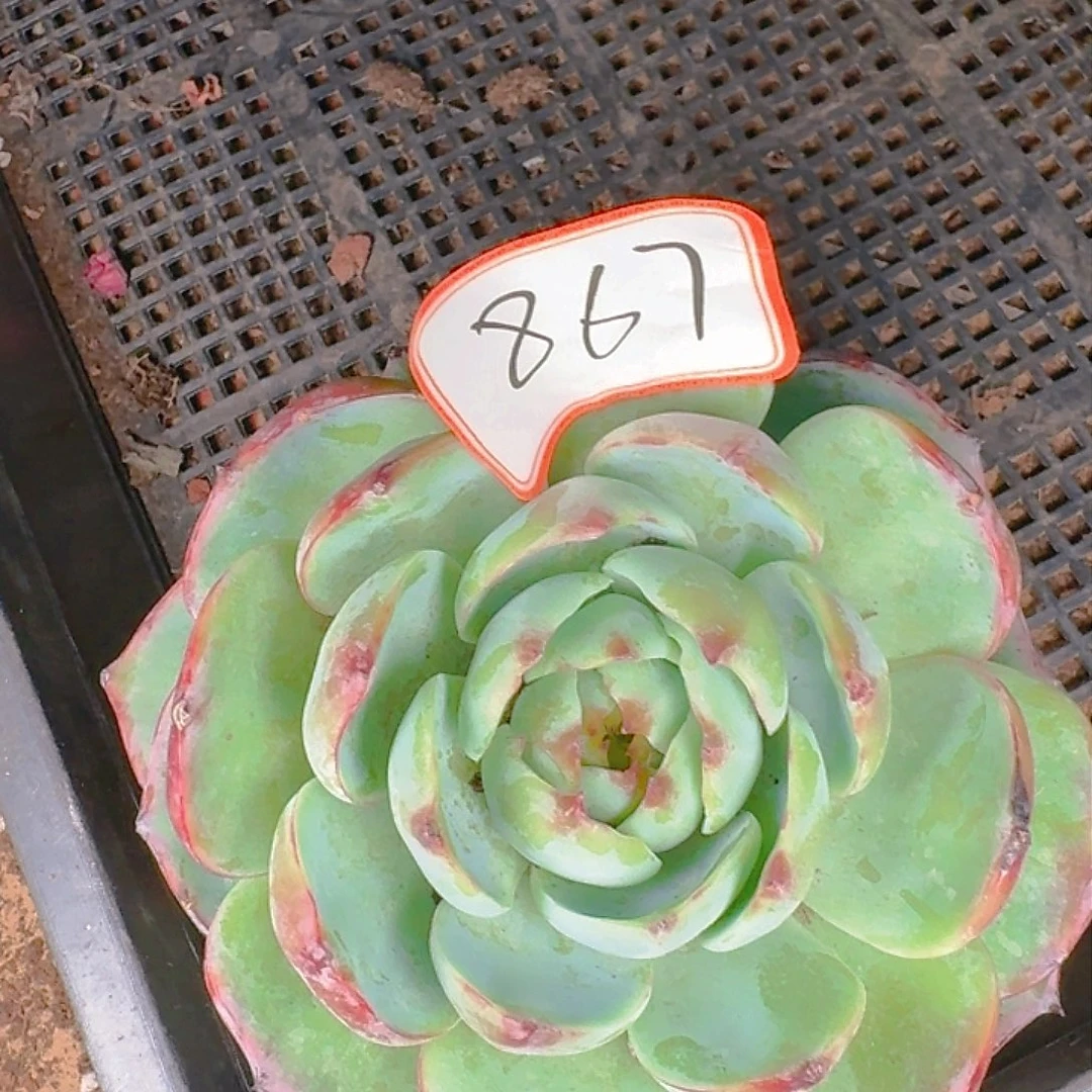 多肉植物的生长发育