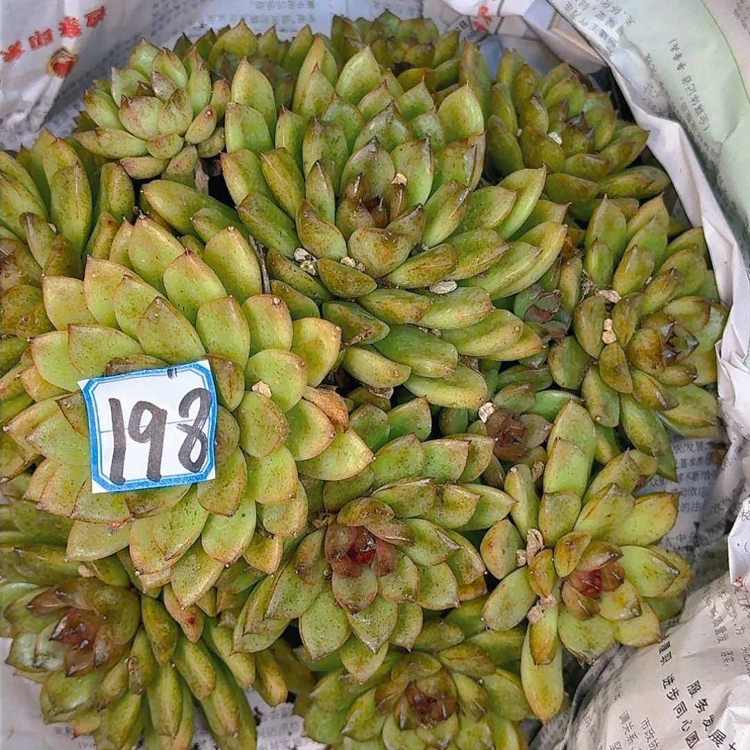 多肉植物的生长发育与