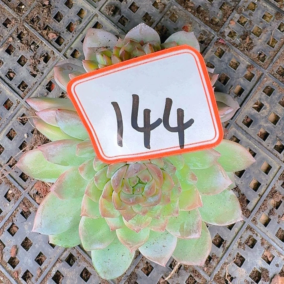 多肉植物的生长发育与