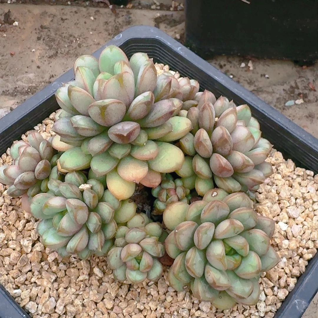 ?****?多肉植物等植物资源丰富