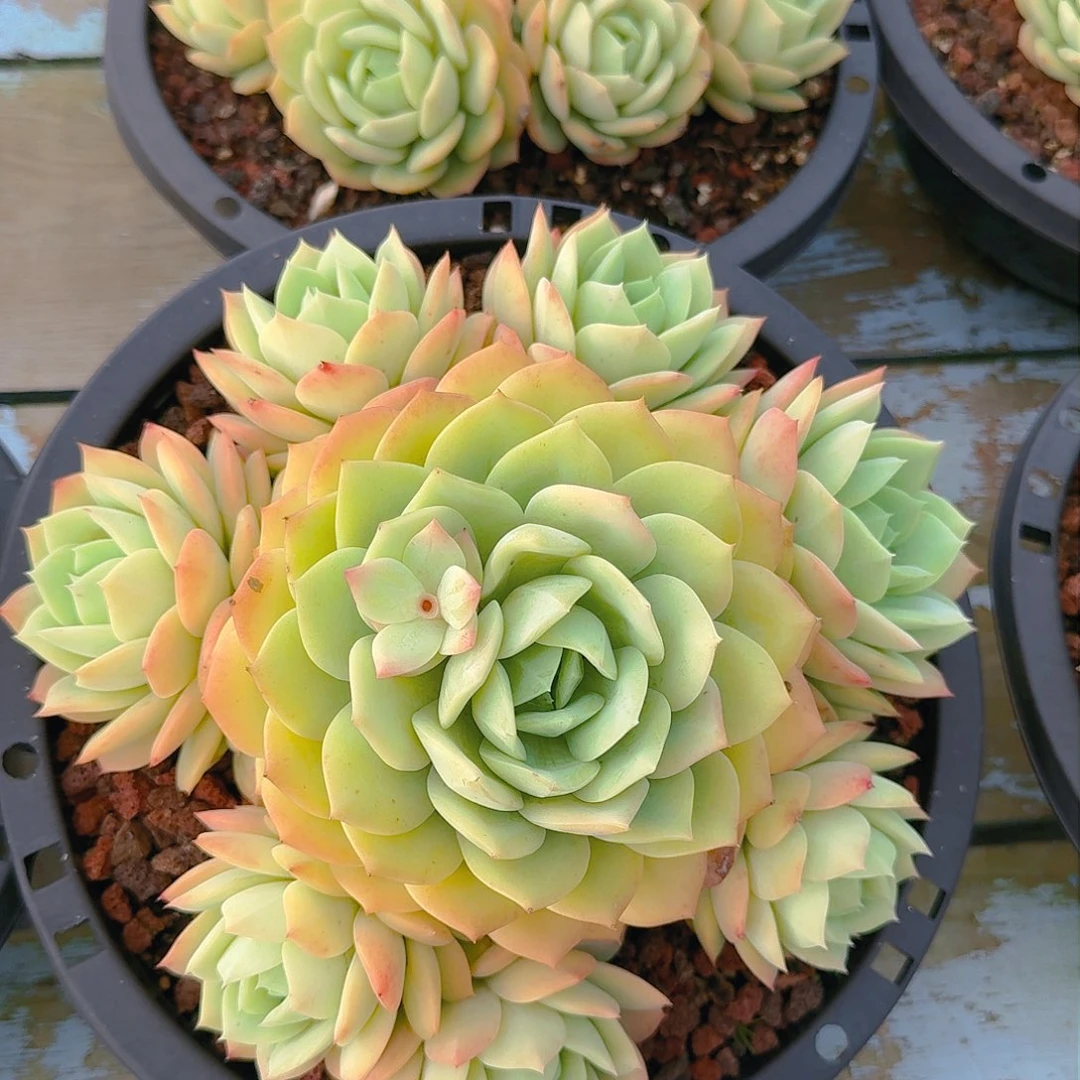 生***：多肉植物的生长发育与