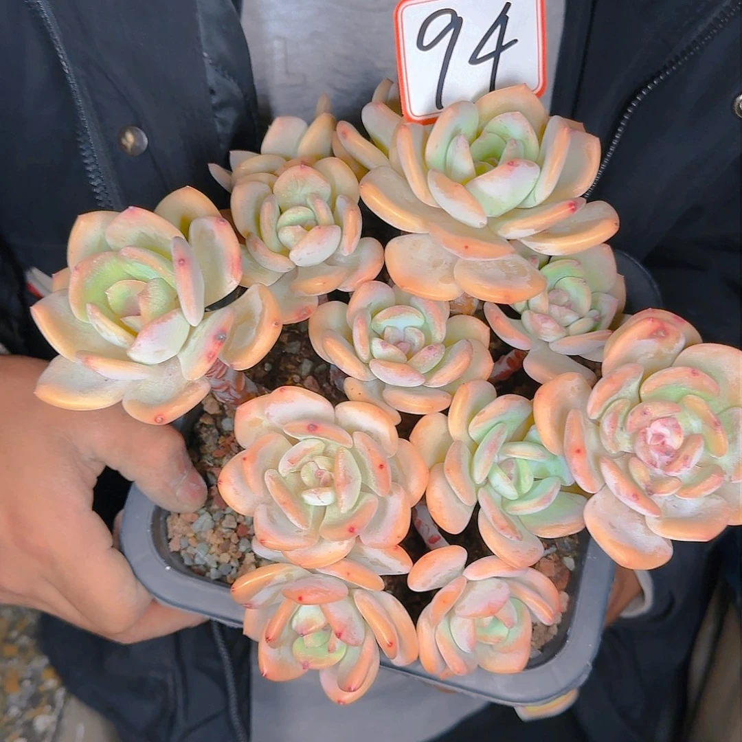 ,***处多肉植物的生长发育与