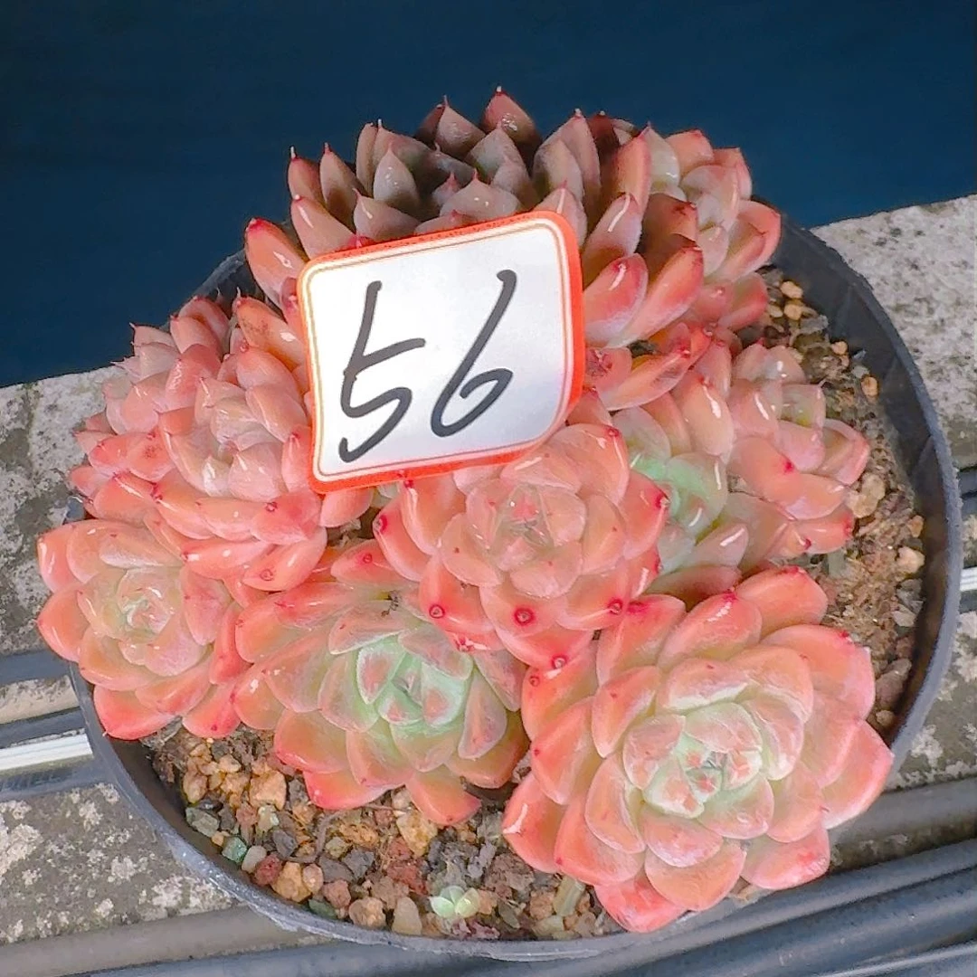 多肉植物的生长发育与