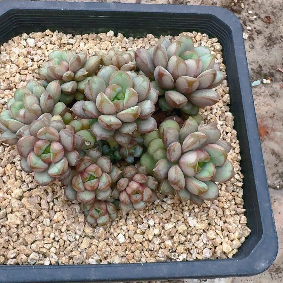 壹**叁多肉植物等植物资源的