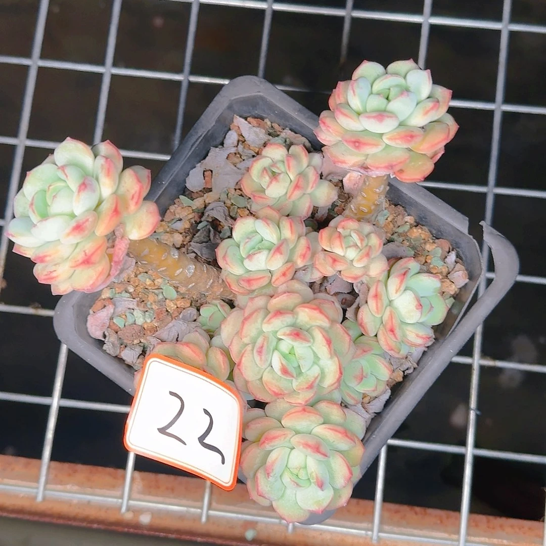 多肉植物的生长发育与