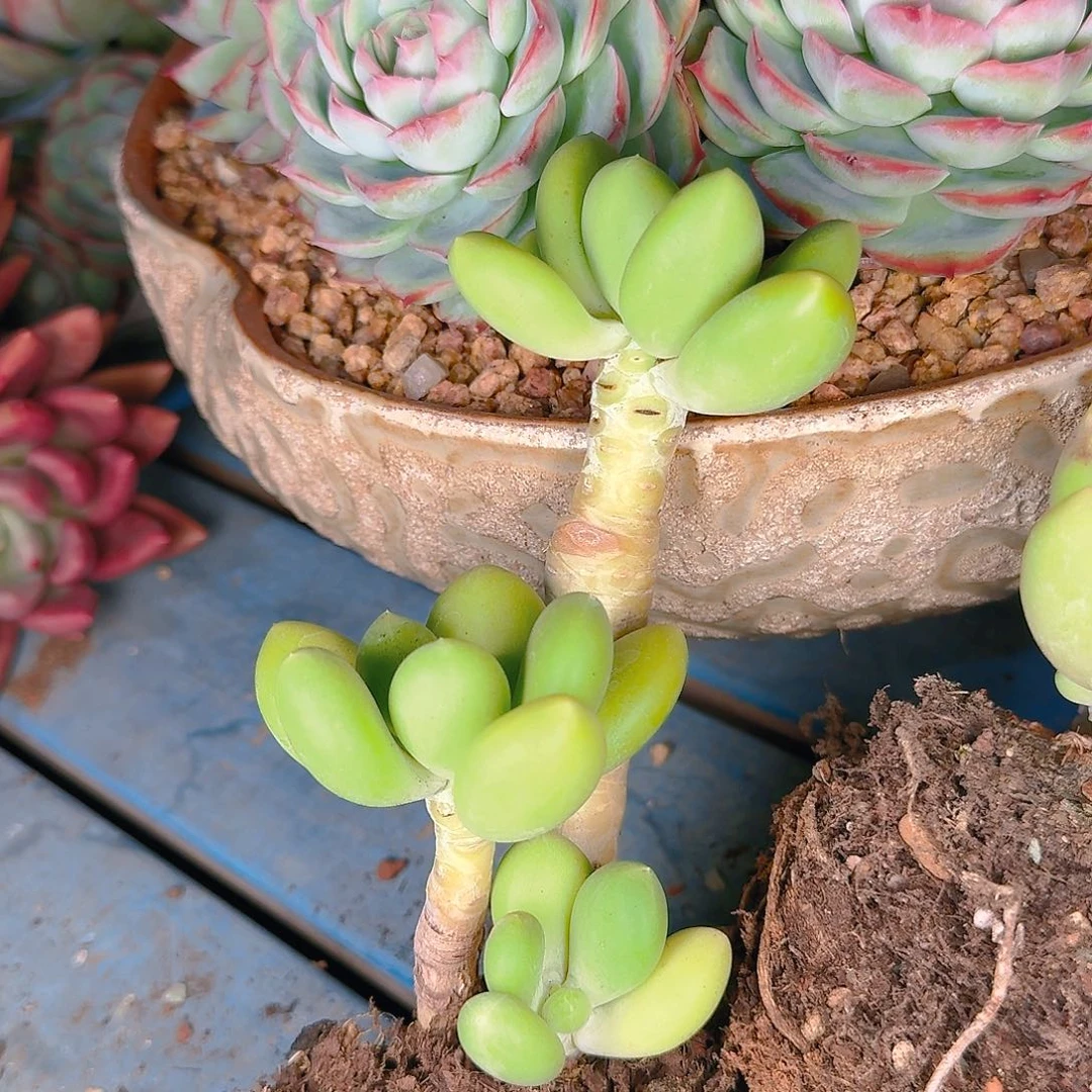 多肉葡萄等水果品种也是