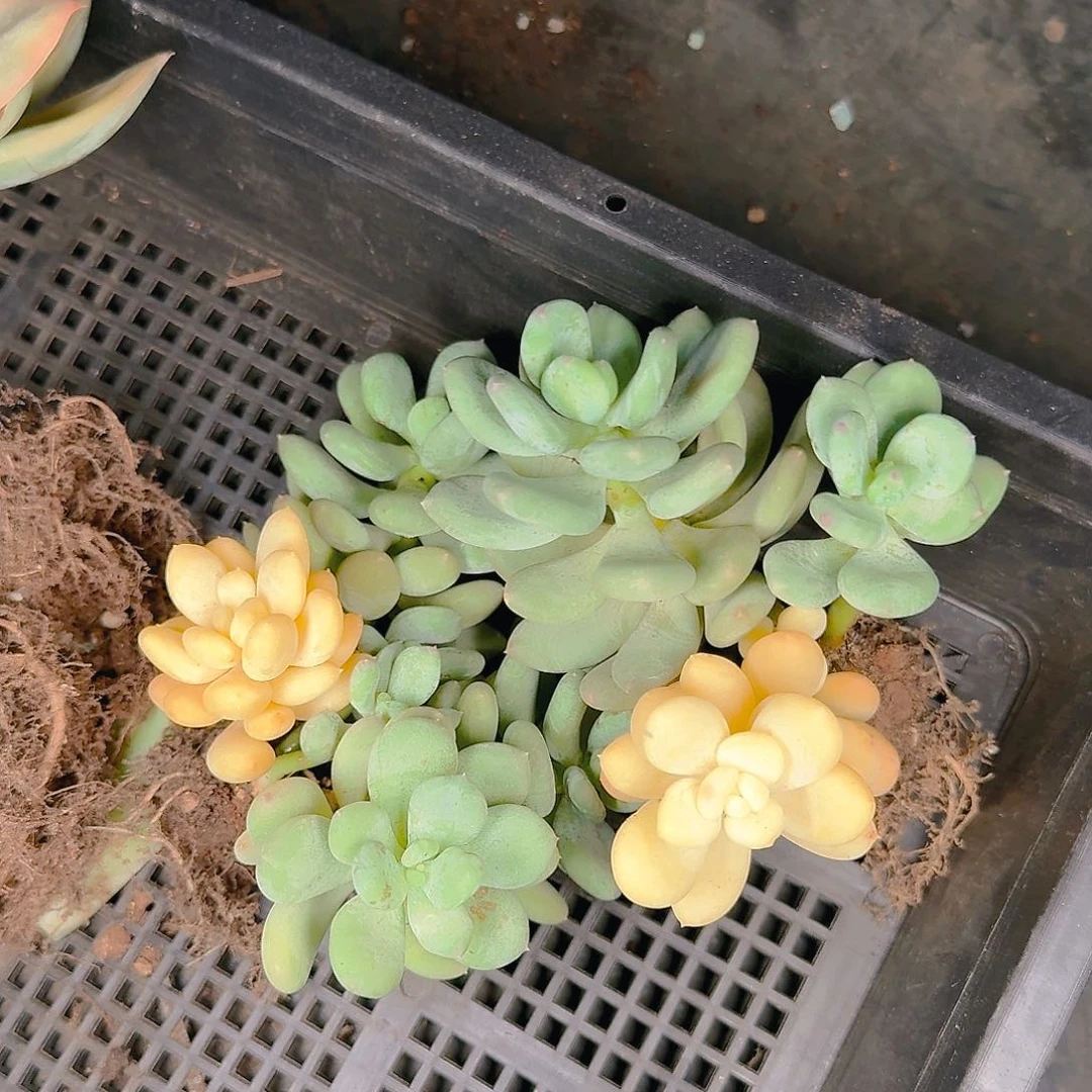 婷*了多肉植物的生长发育规律