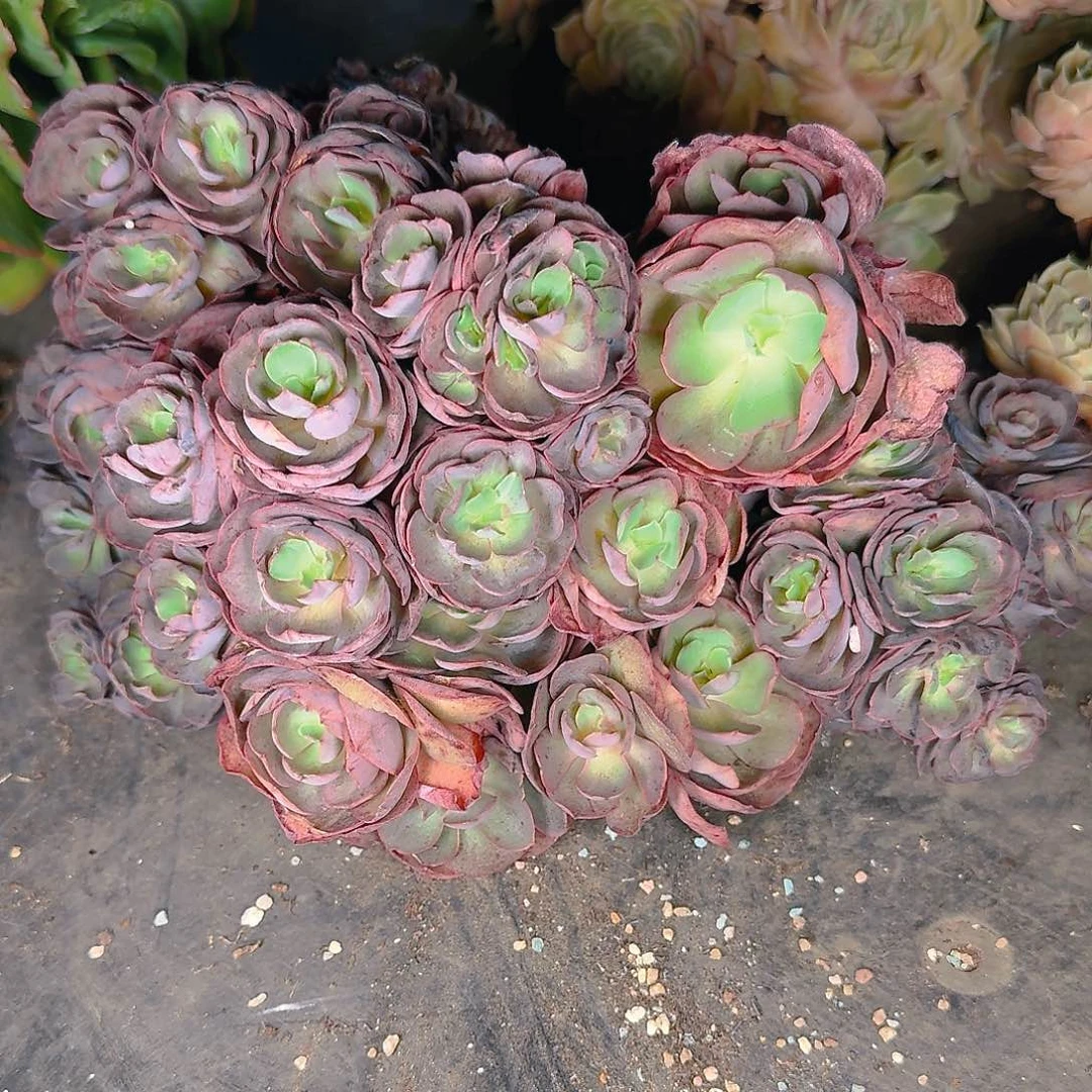 多肉植物等植物资源