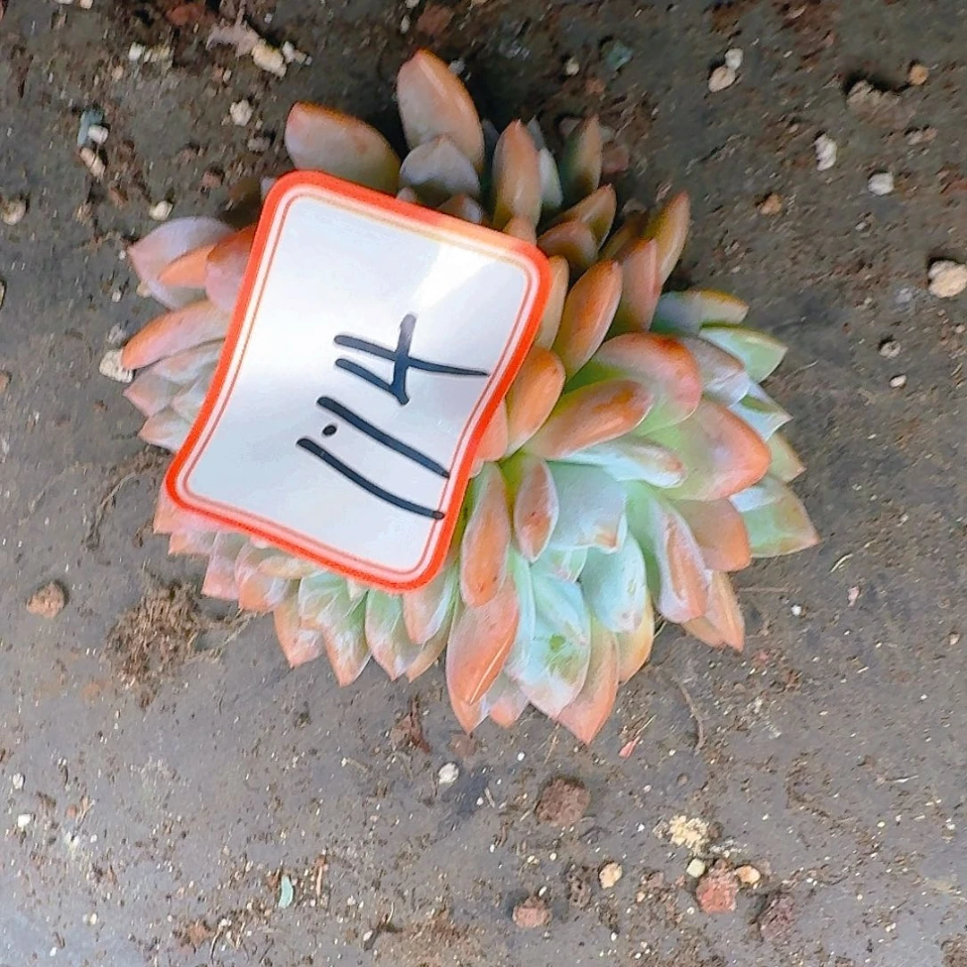 多肉植物等植物资源