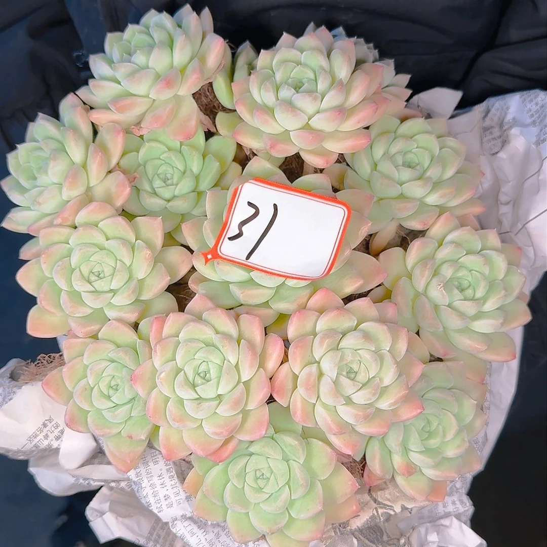 蓉*姐多肉植物的生长发育