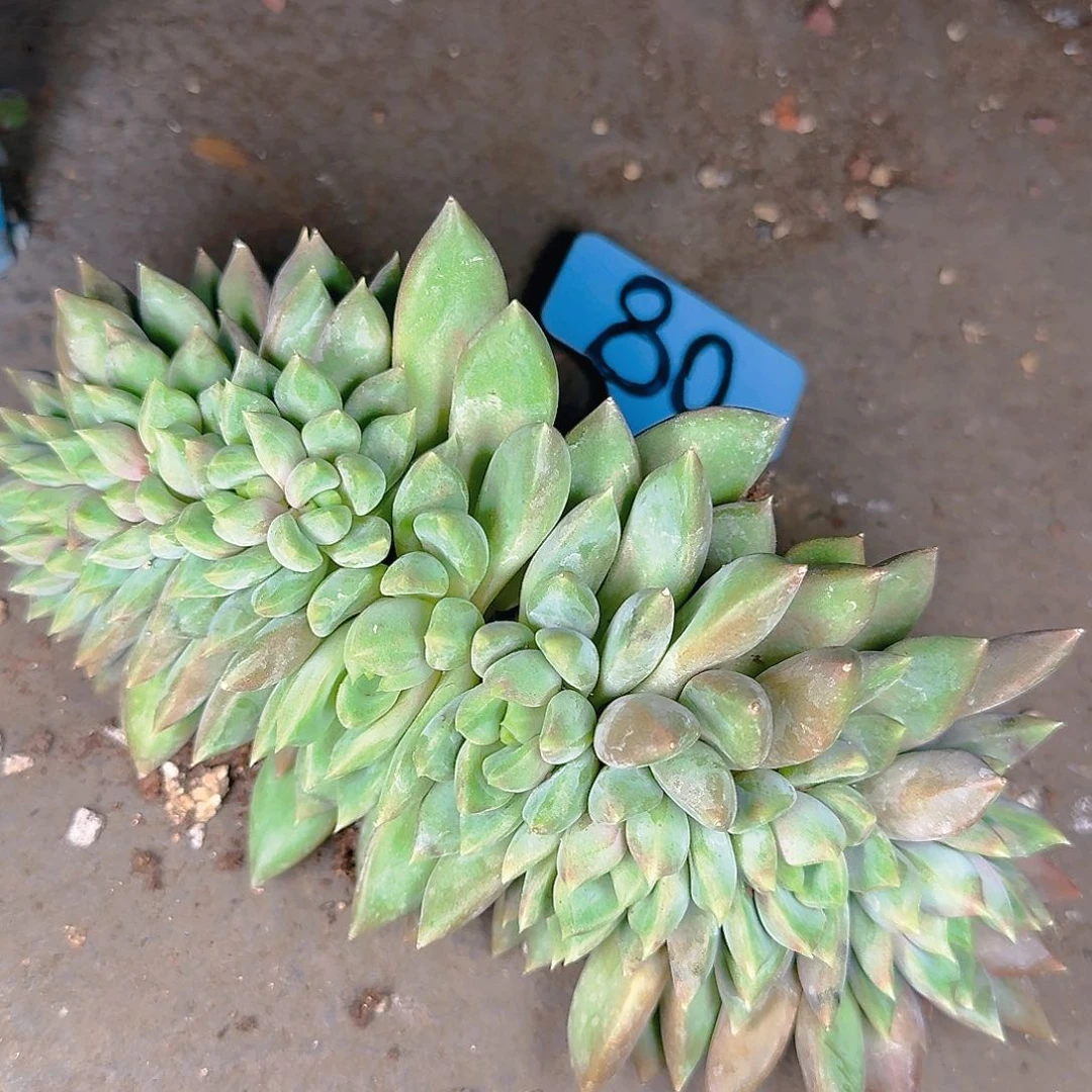 多肉植物等植物资源丰富而