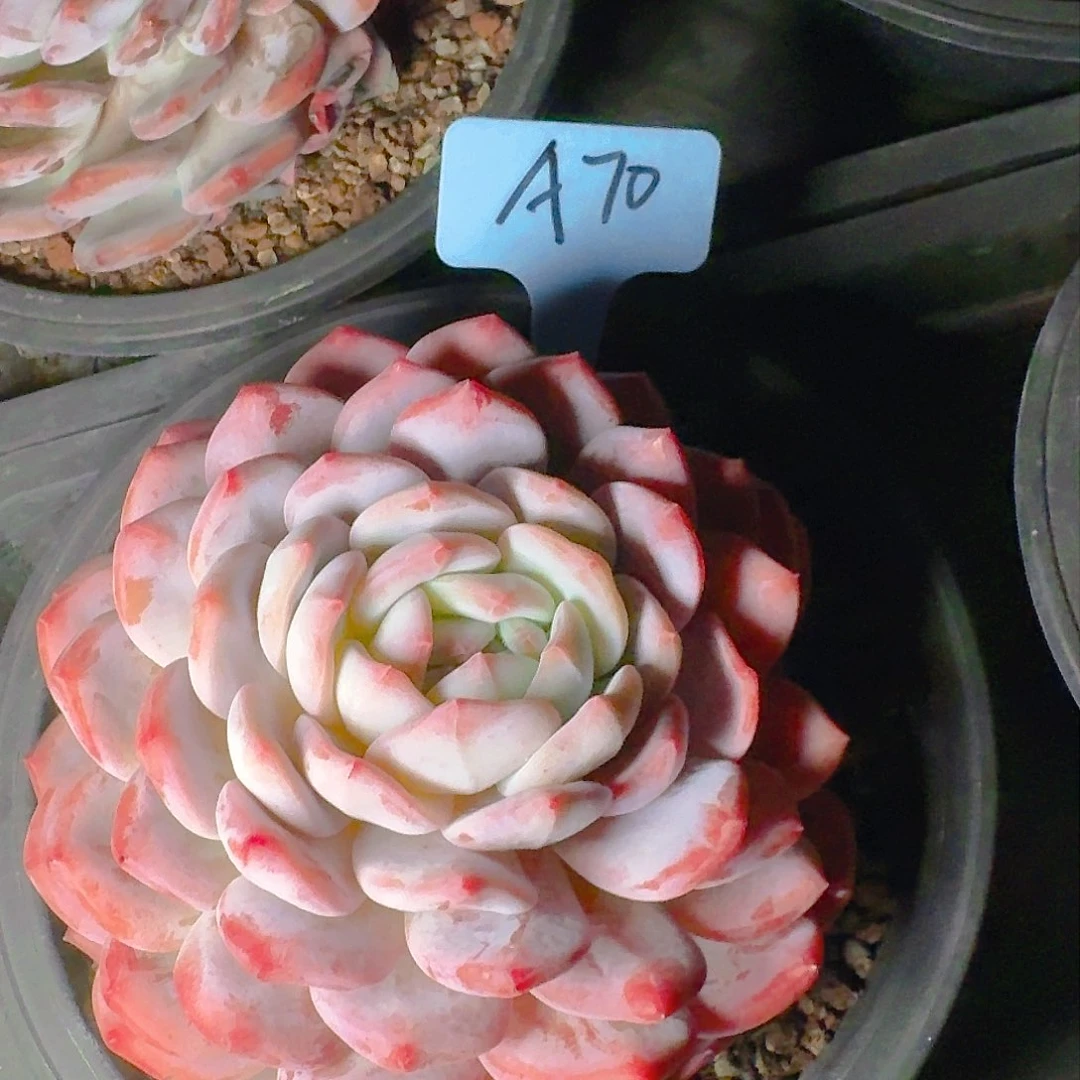 多肉植物等植物资源丰富的