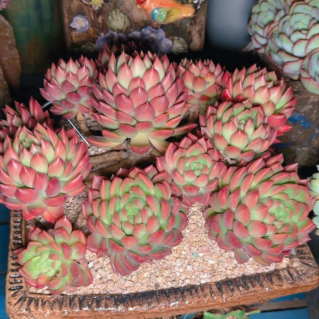 用****3多肉植物的生长发育与