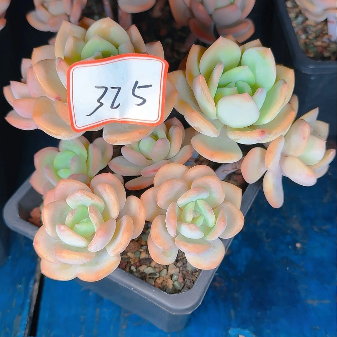 多肉植物的生长发育