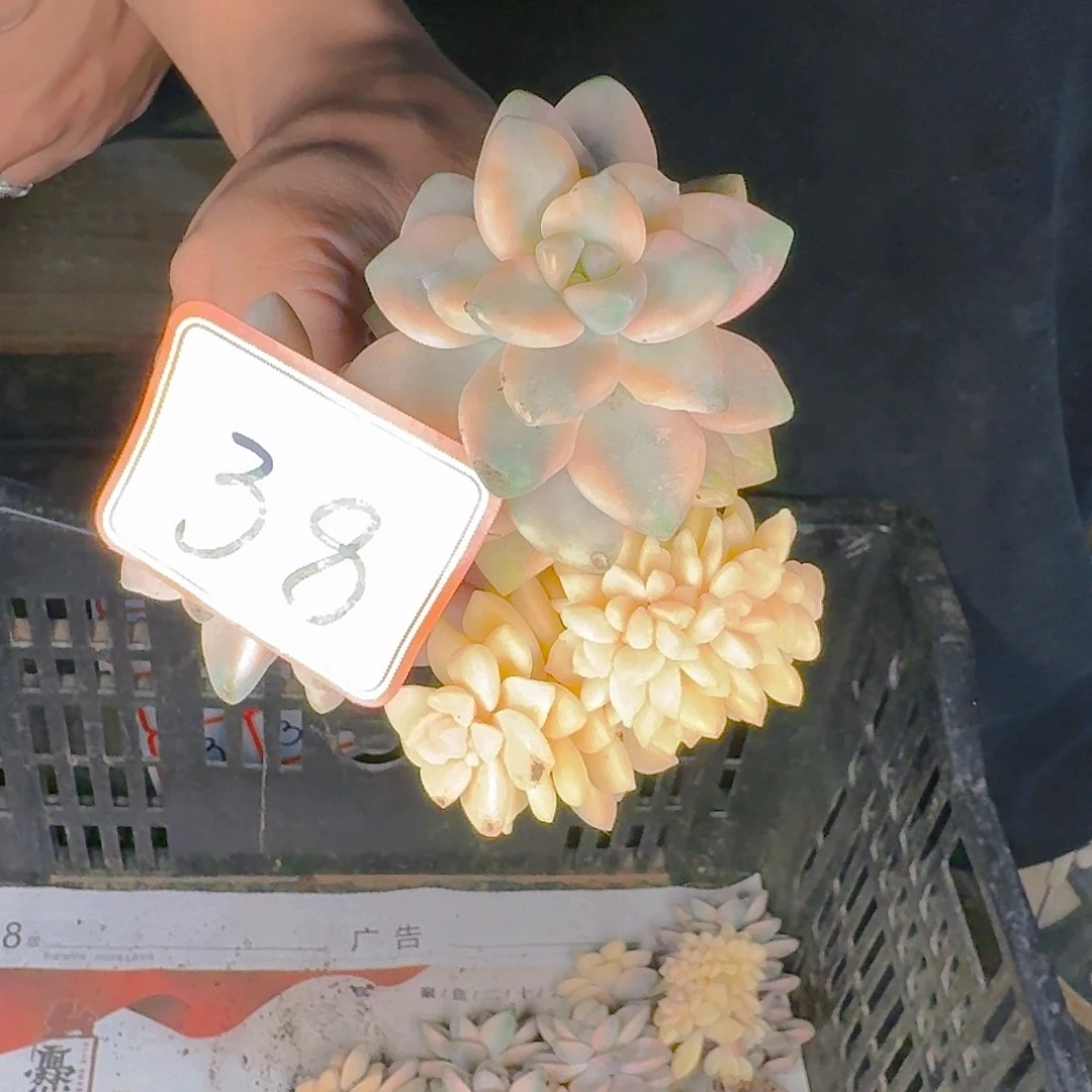 多肉植物的生长发育规律